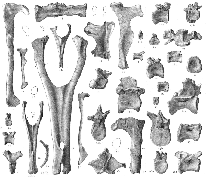 Bahariasaurus
