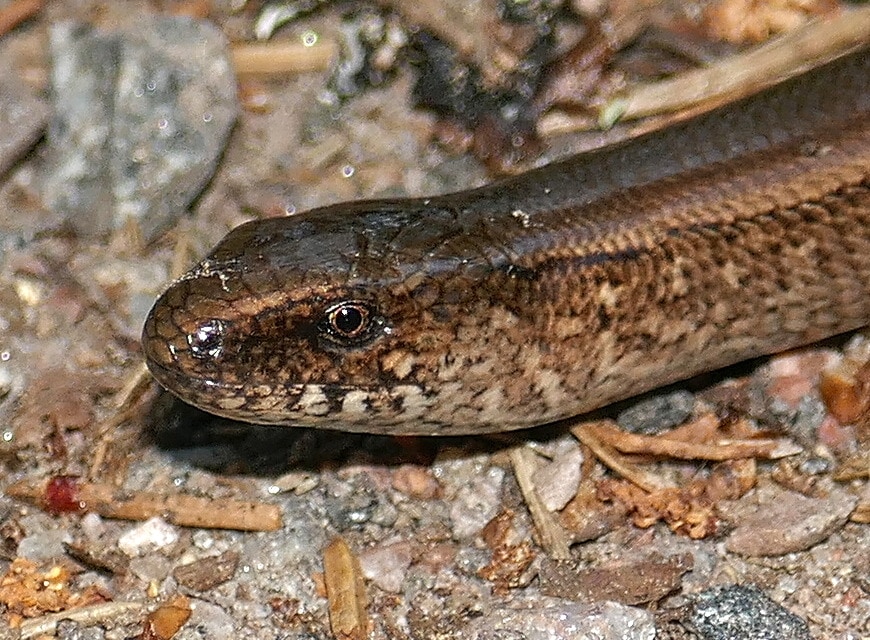 Slow worm