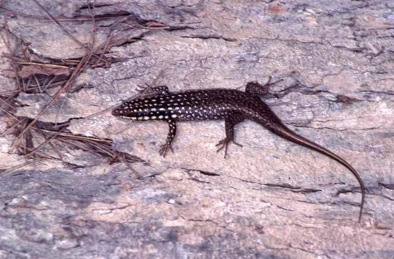 Trachylepis vato