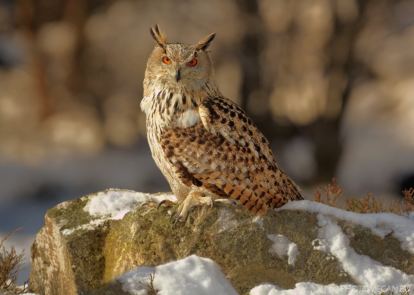 Bubo bubo
