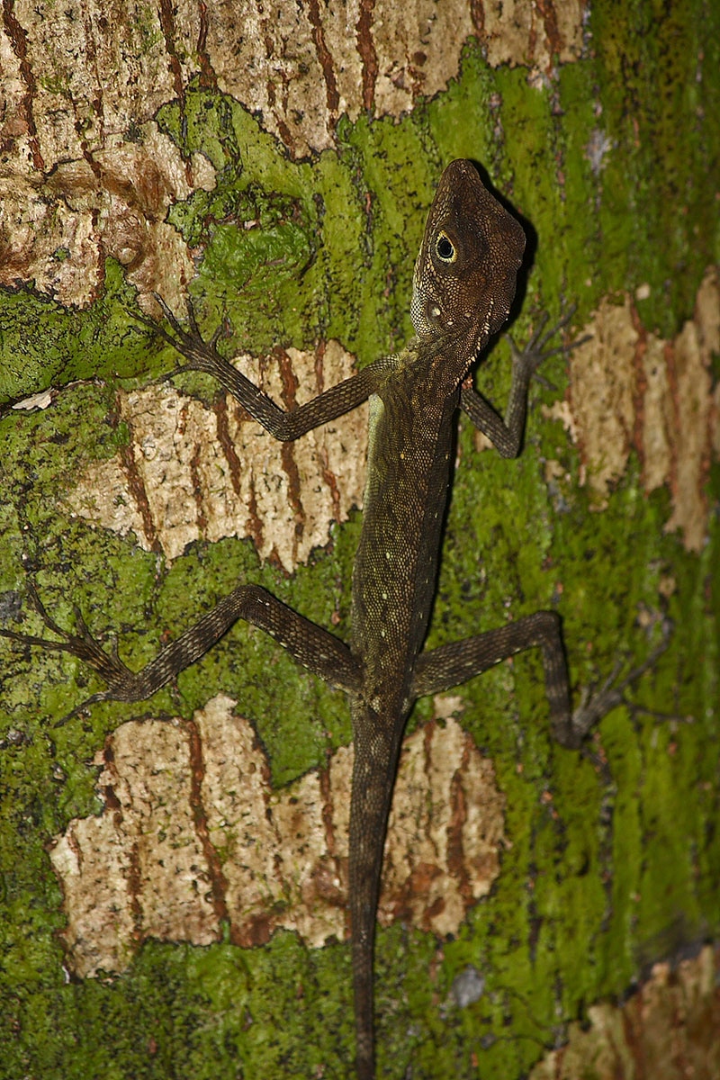 Bay Islands forest lizard (Coryphophylax subcristatus)