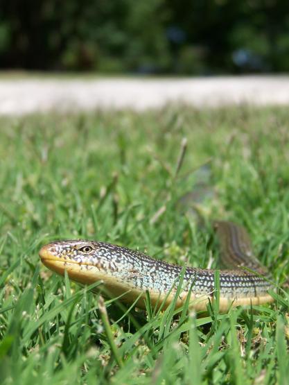 Ophisaurus ventralis