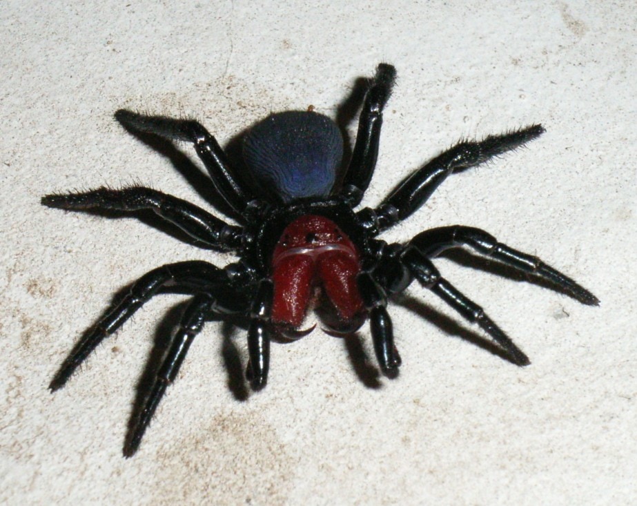 Actinopodidae