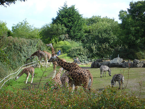 Belfast Zoological Gardens