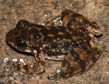 Amolops wuyiensis