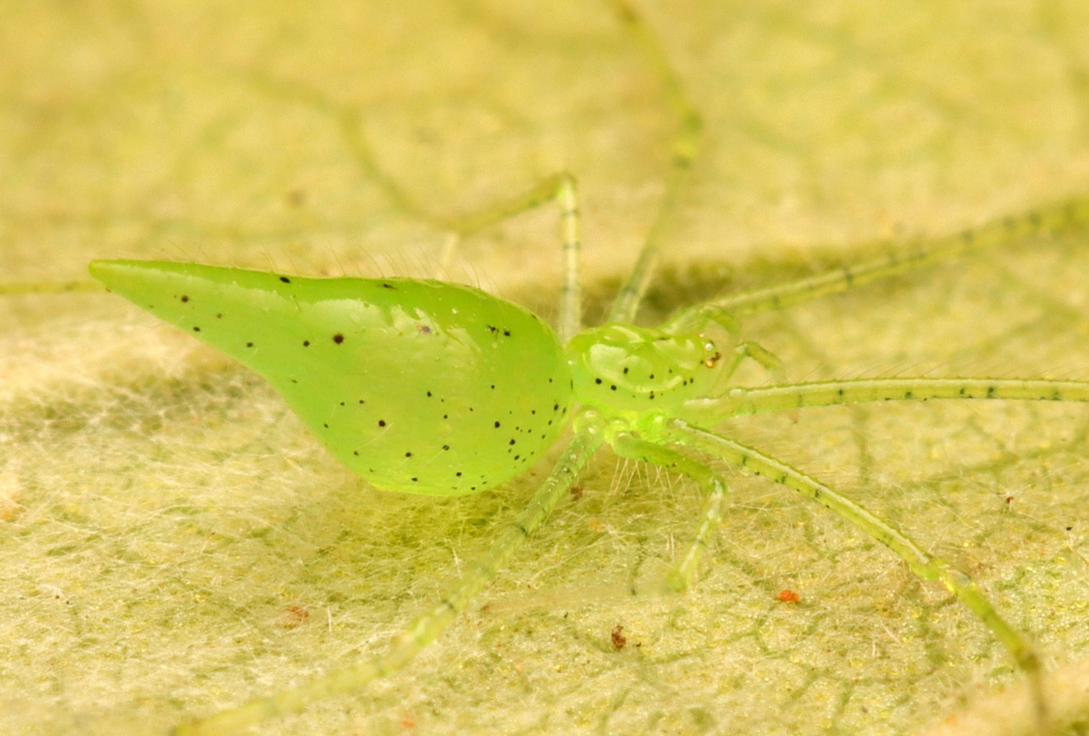 Synotaxidae