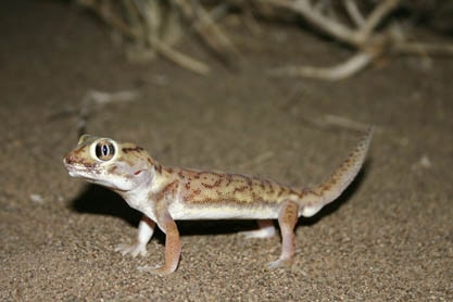 Teratoscincus microlepis