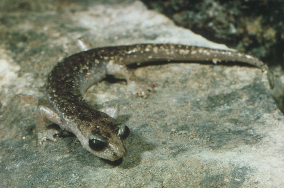 Brown cave salamander