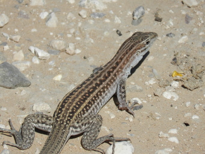 Chihuahuan spotted whiptail