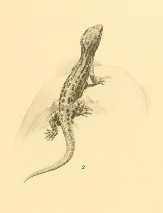 Sphaerodactylus sputator