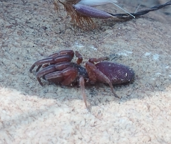 Stenochilidae