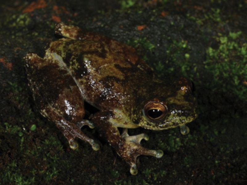 Alexteroon hypsiphonus
