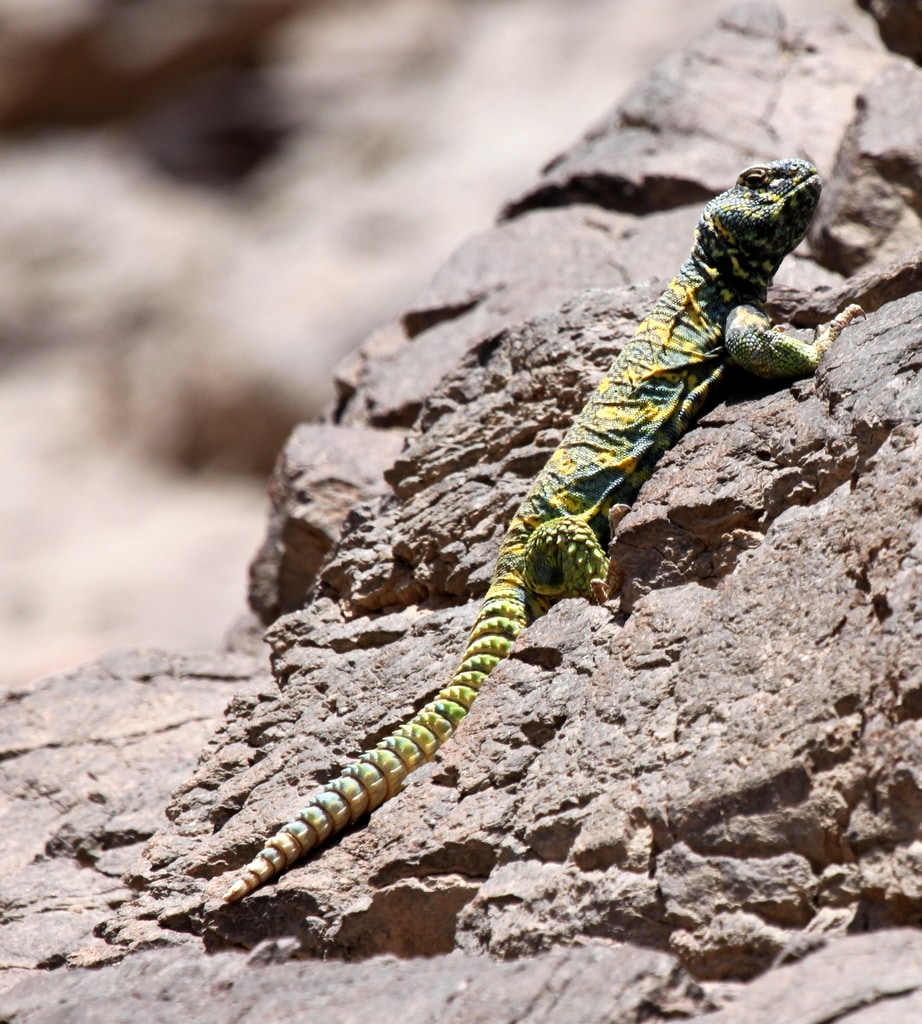 Uromastyx ornata