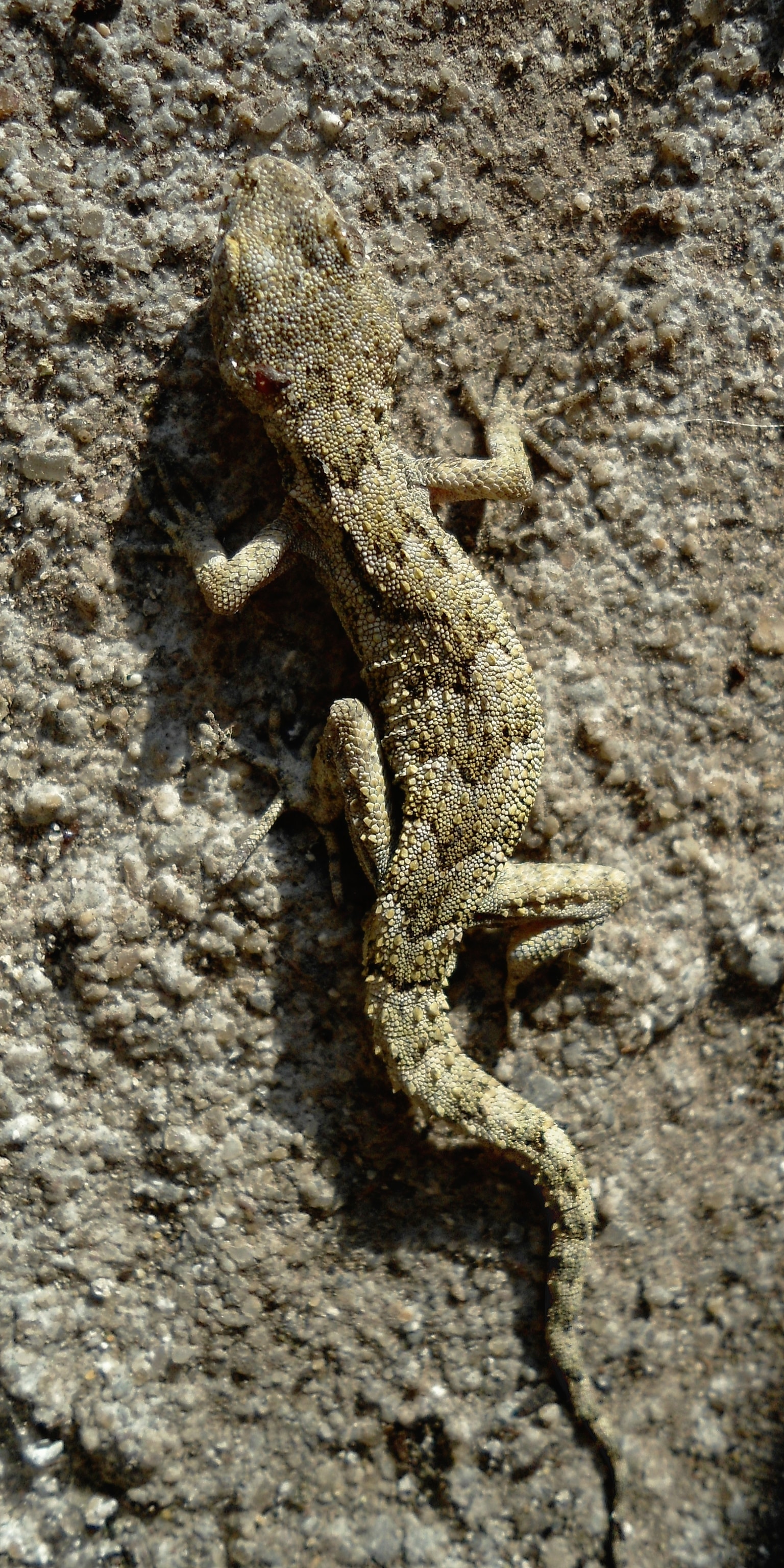 Kotschy's gecko