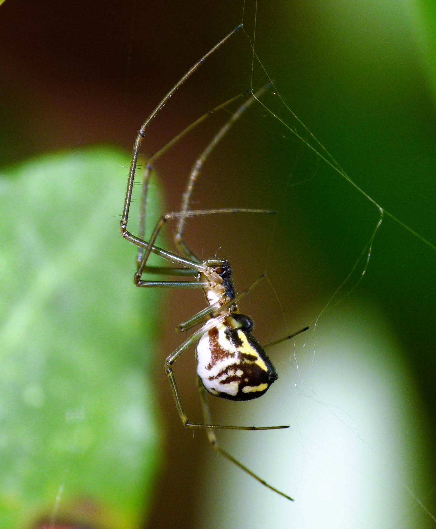 Linyphiidae