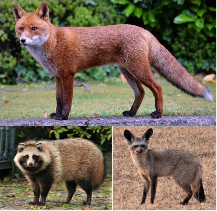 Vulpini