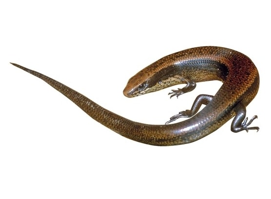 Madascincus mouroundavae