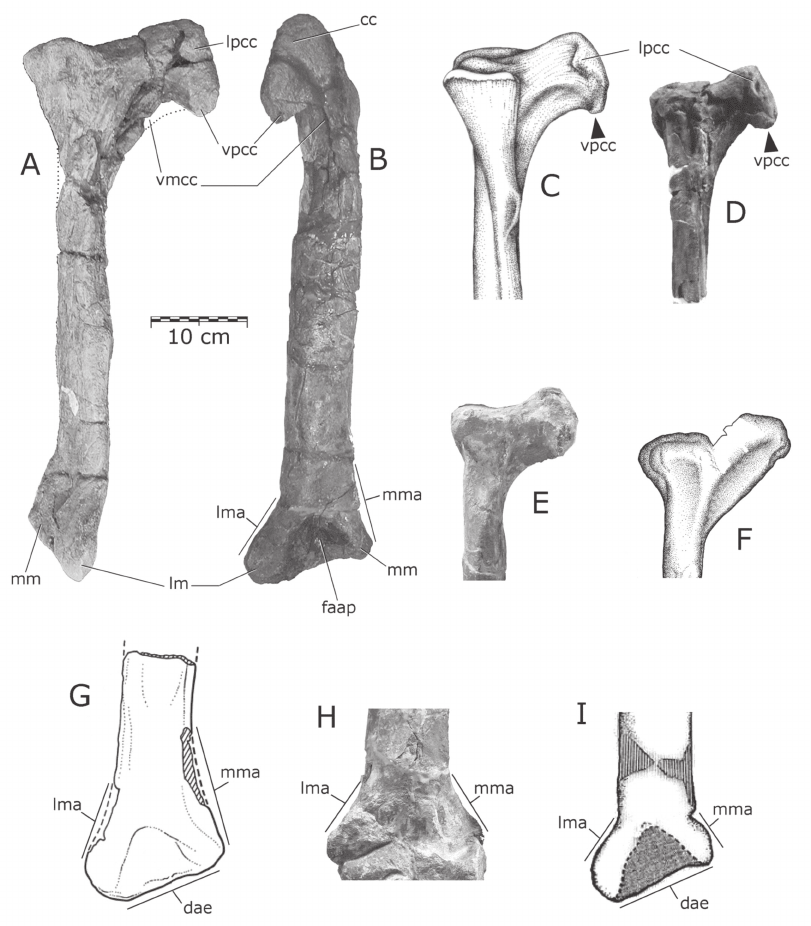 Quilmesaurus