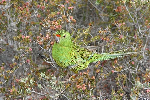 Ground parrot