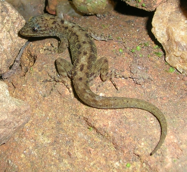 Amith's day gecko