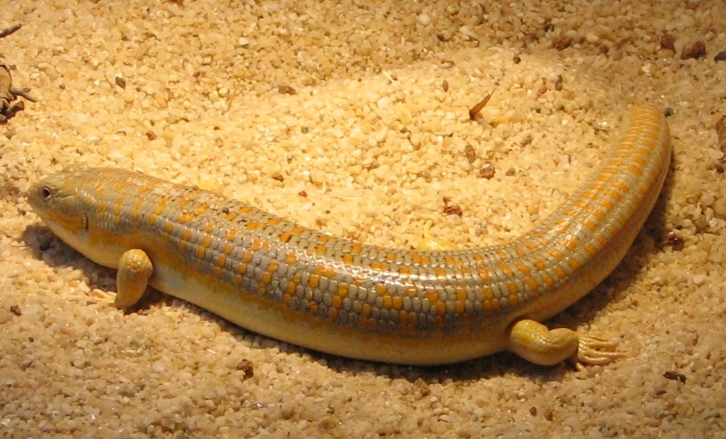 Schneider's skink