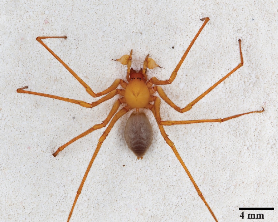 Trogloraptoridae