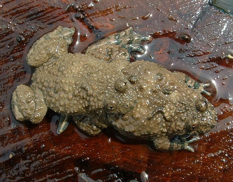 Bombinatoridae