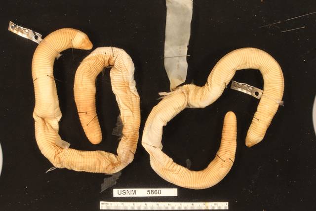 Amphisbaena camura