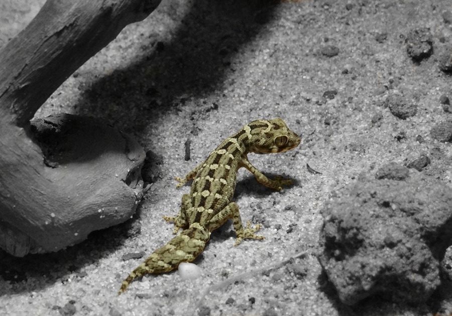 Hemidactylus imbricatus