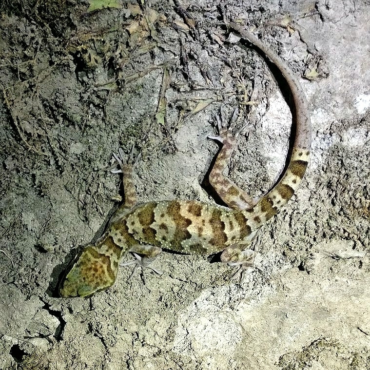 Banded bent-toed gecko