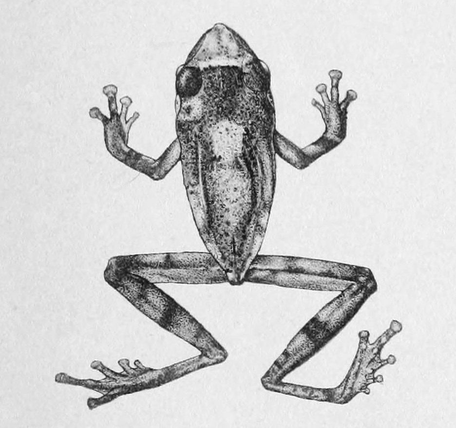 Annandale's bush frog