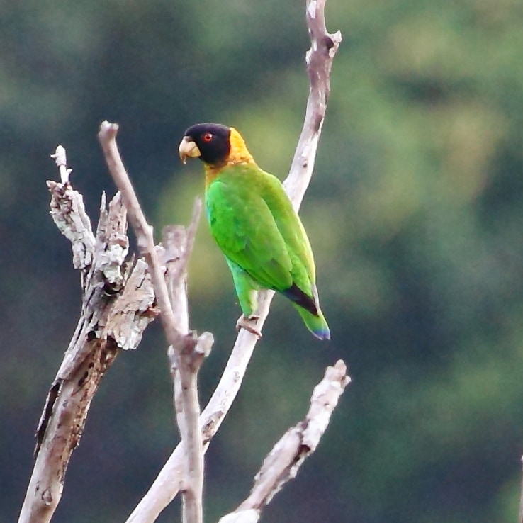 Caica parrot