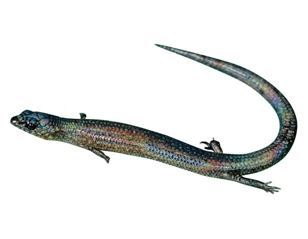 Madascincus nanus