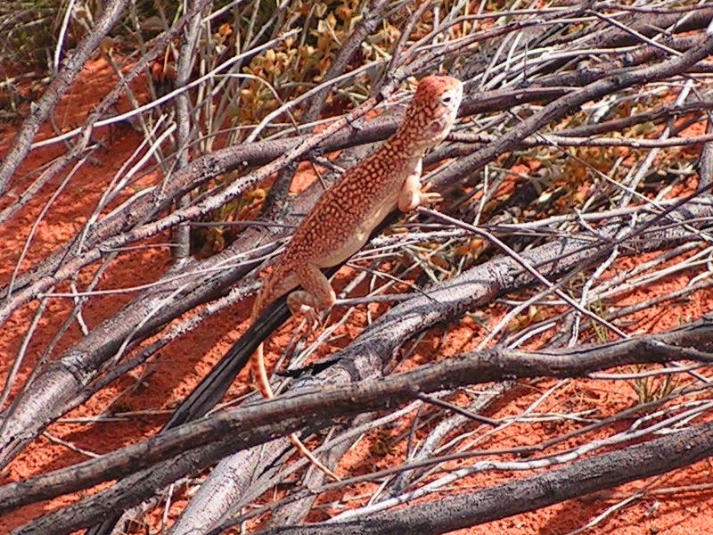 Western Netted Dragon