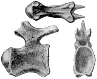 Titanosaurus