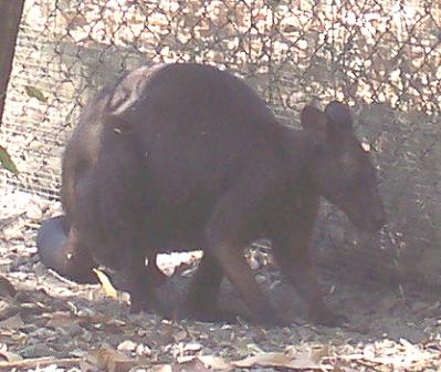 Territory Wildlife Park