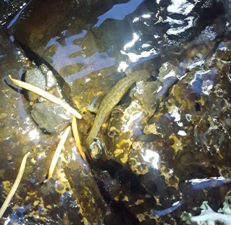 Cascade torrent salamander