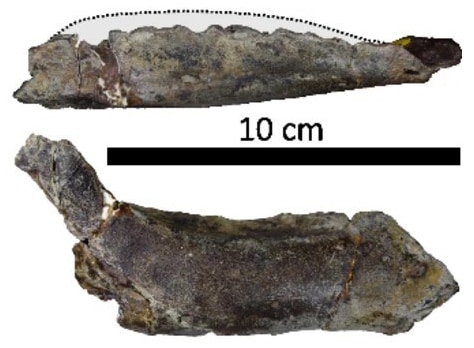 Zalmoxes