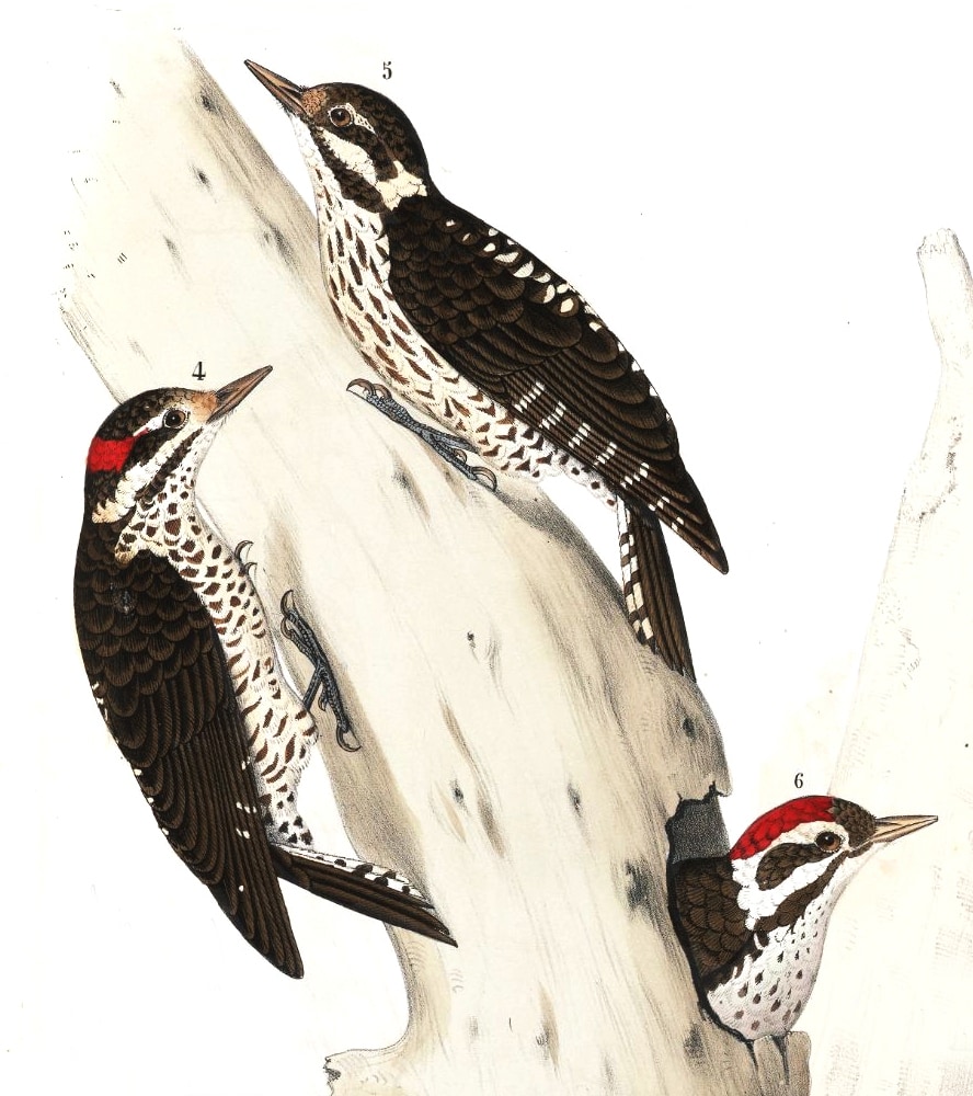 Strickland's woodpecker