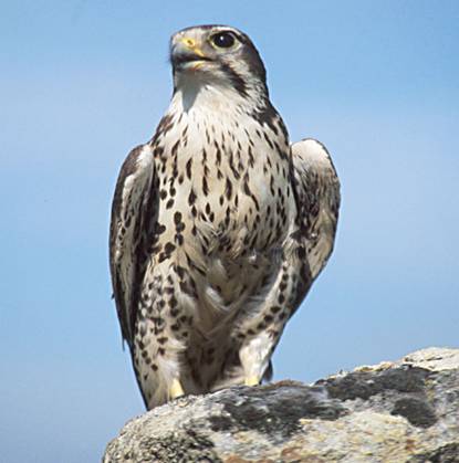 Falco mexicanus