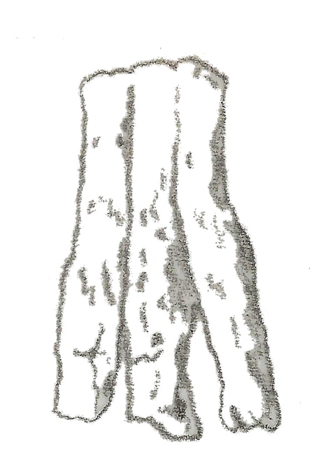Avipes