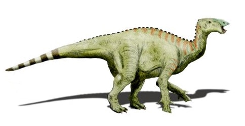 Hypselospinus