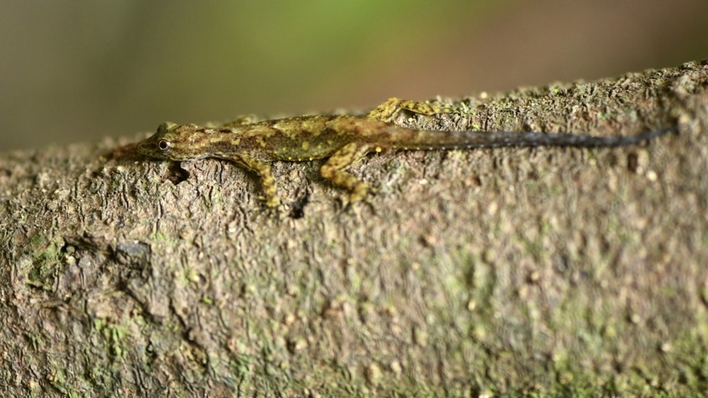 Cnemaspis goaensis