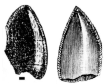 Palaeosaurus