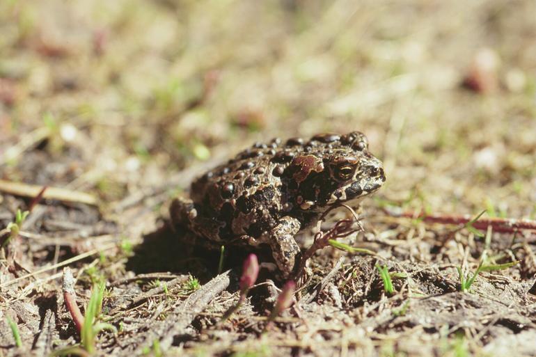 Anaxyrus canorus