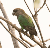 Niam-Niam parrot