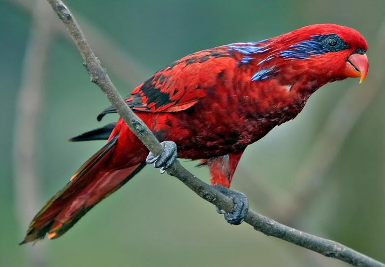 Blue-streaked lory
