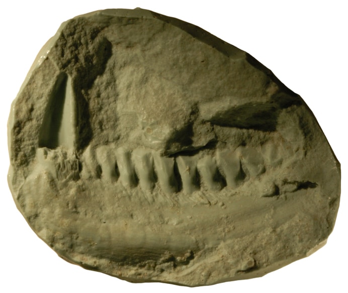 Lycorhinus