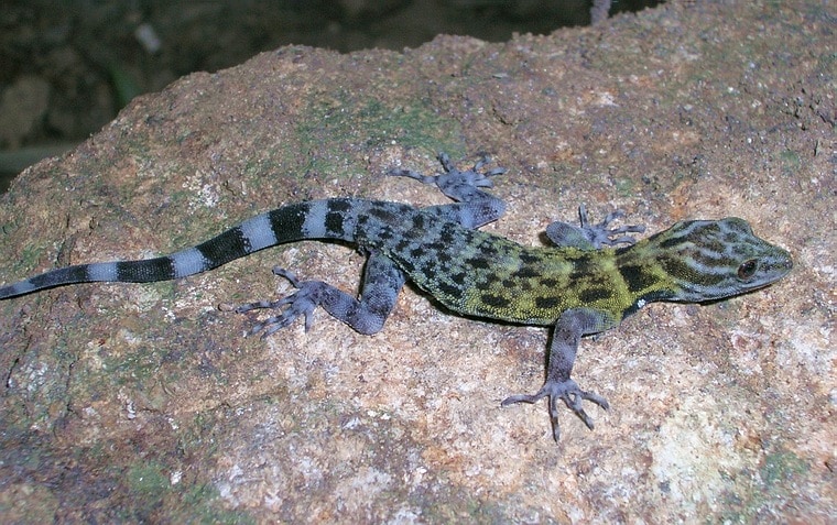 Cnemaspis ornata