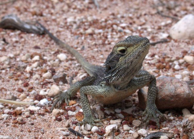 Abrolhos bearded dragon
